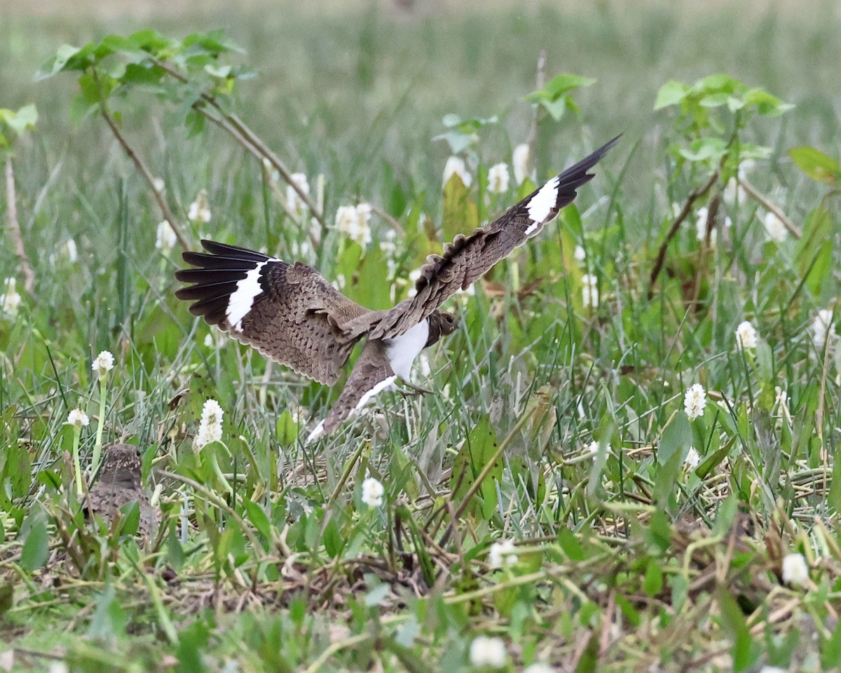 Nacunda Nighthawk - ML638787754