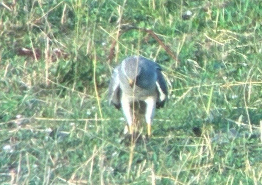 Northern Harrier - ML638787774