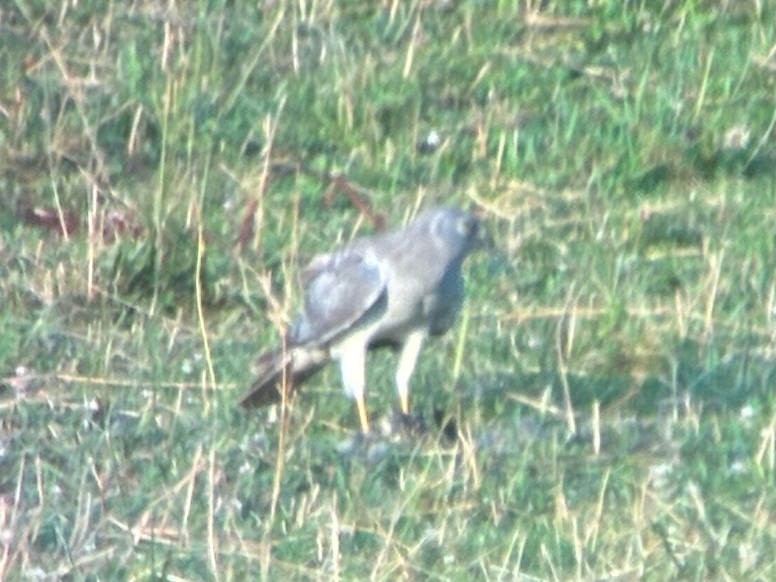 Northern Harrier - ML638787775