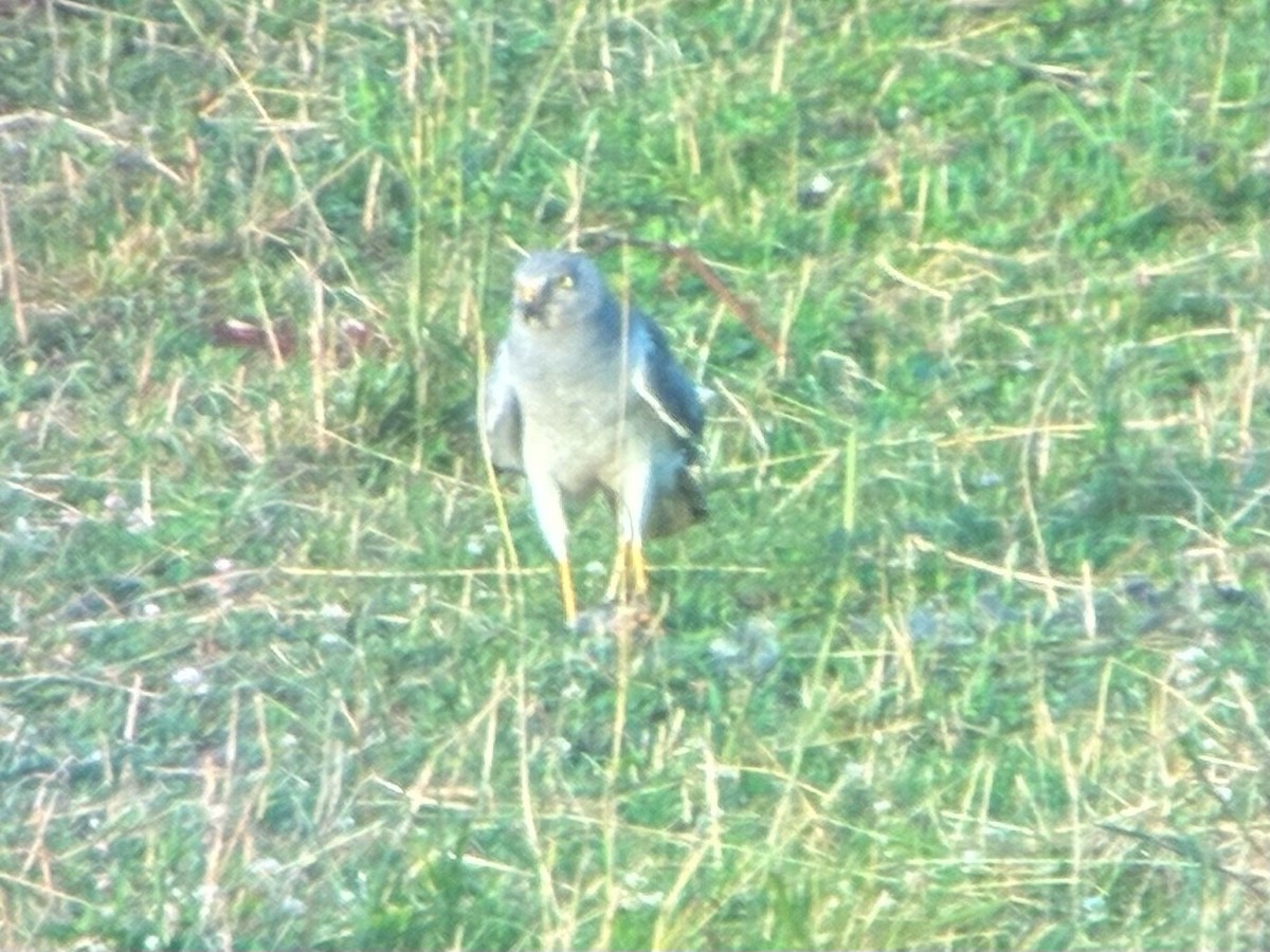 Northern Harrier - ML638787782