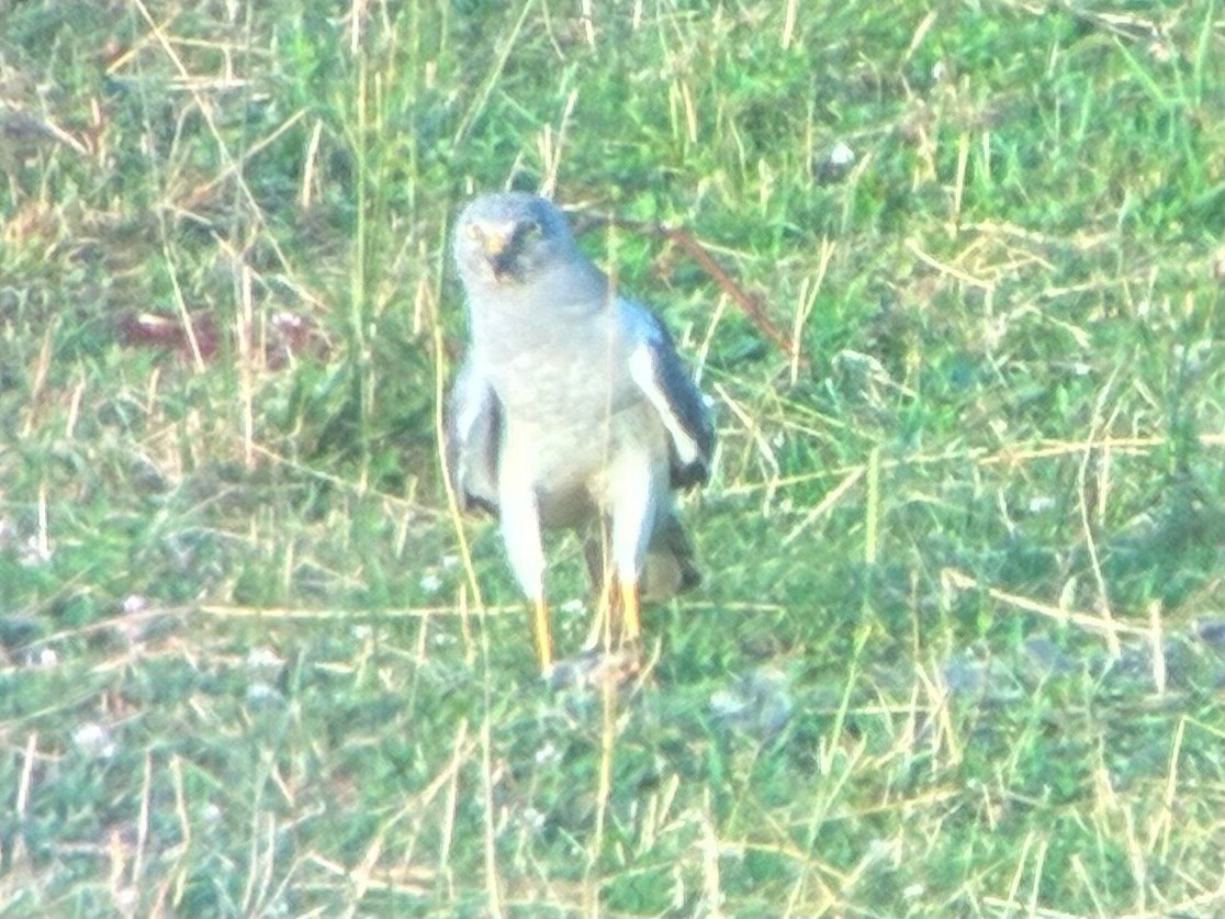 Northern Harrier - ML638787783