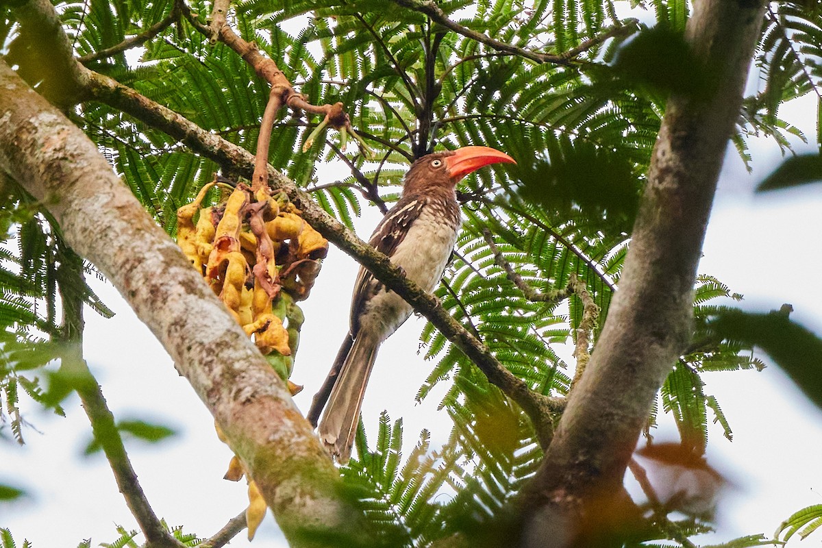 Red-billed Dwarf Hornbill - ML638787849