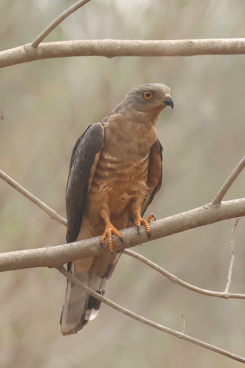 African Goshawk - ML638787909