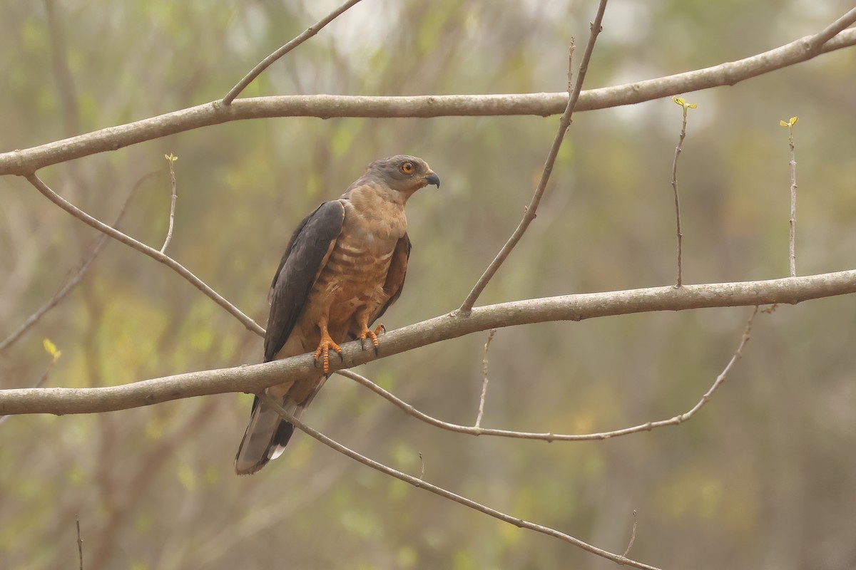 African Goshawk - ML638787911