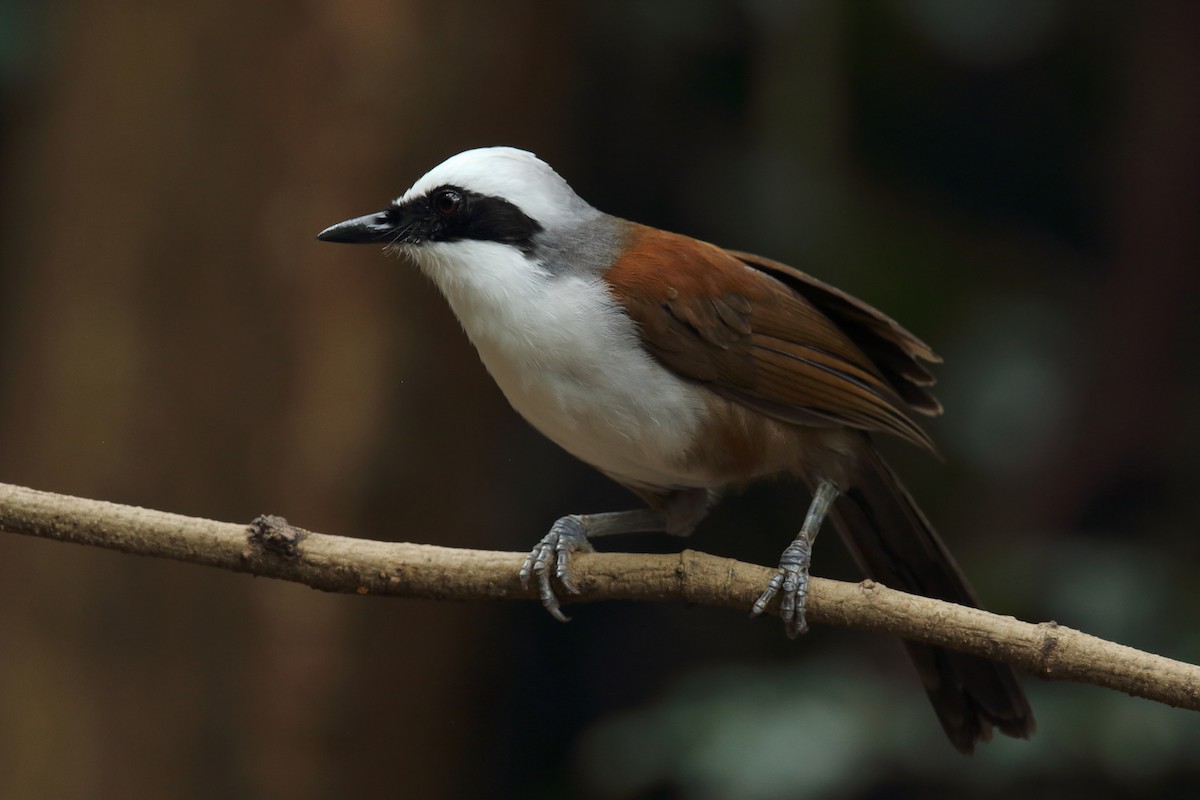 White-crested Laughingthrush - ML638787926