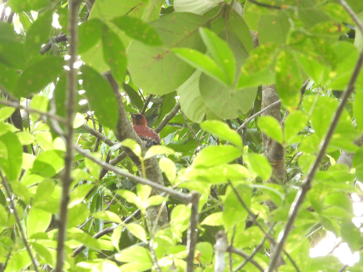 Banded Woodpecker - ML638787995