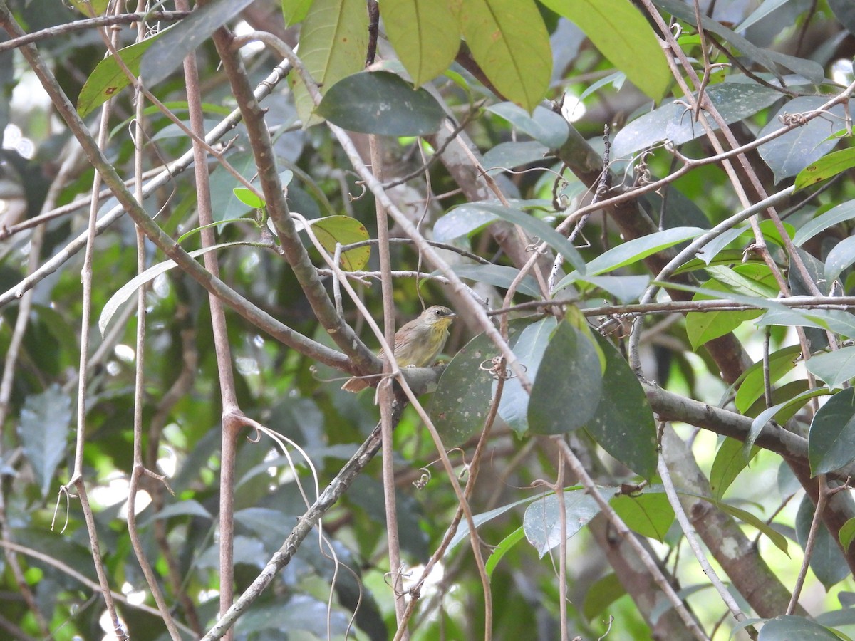 Pin-striped Tit-Babbler - ML638787999