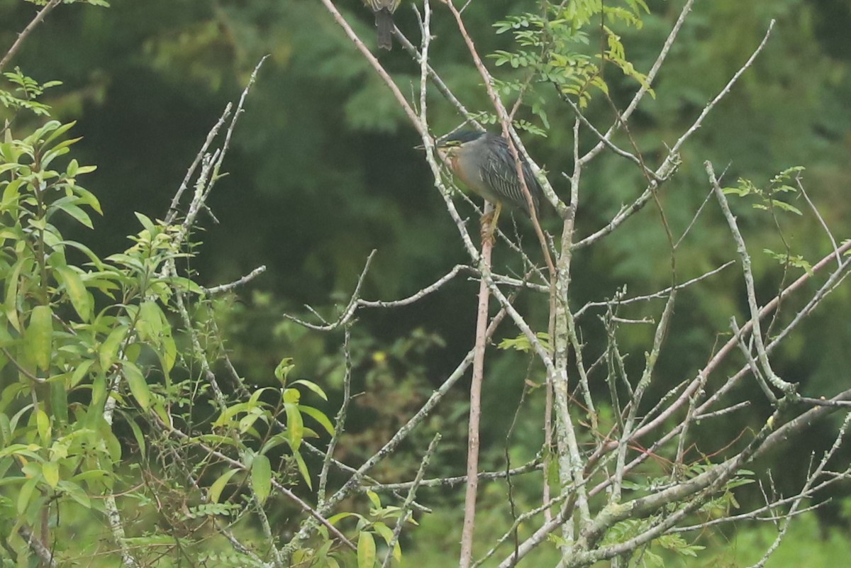 Striated Heron - ML638788014