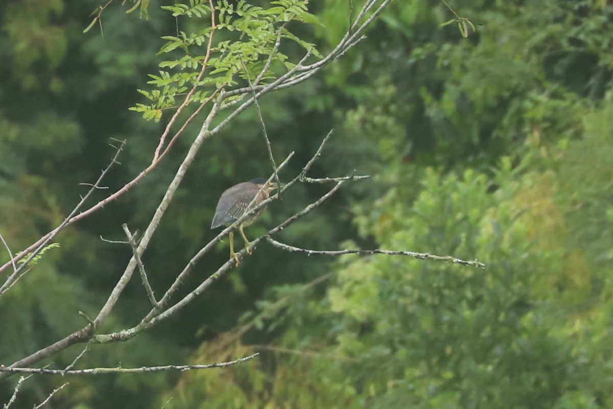 Striated Heron - ML638788015