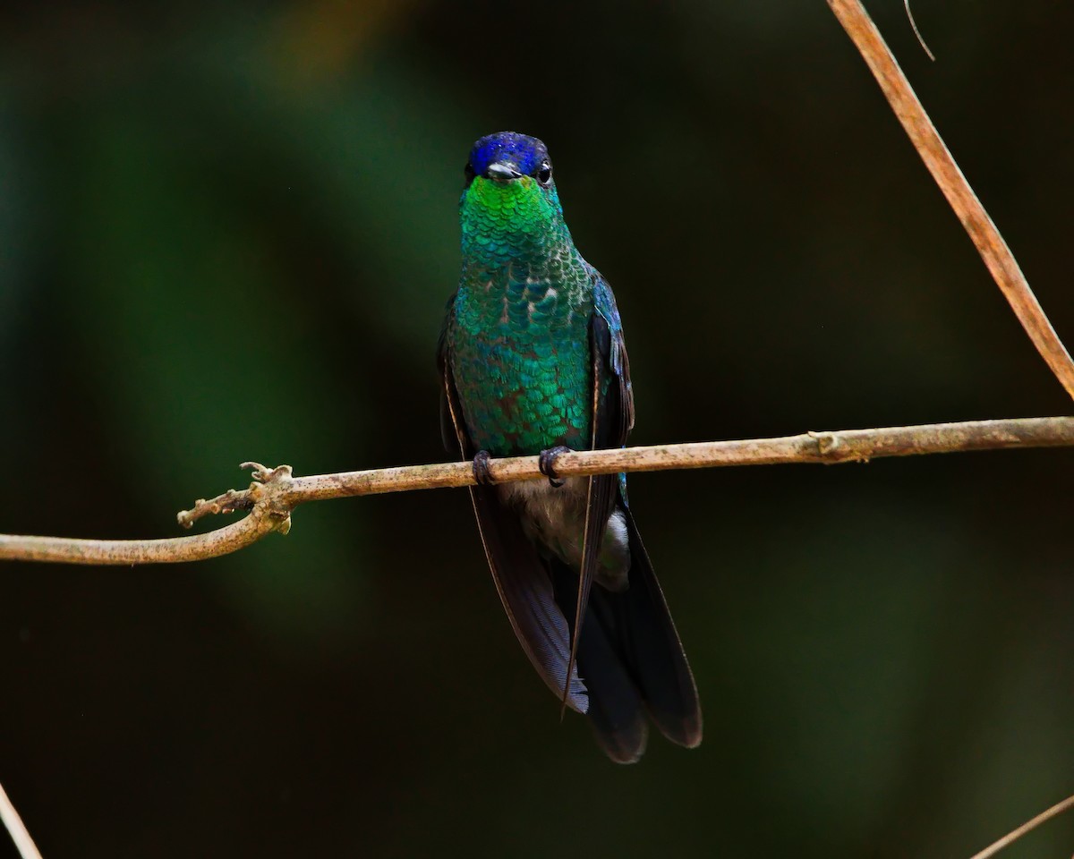Violet-capped Woodnymph - ML638788021