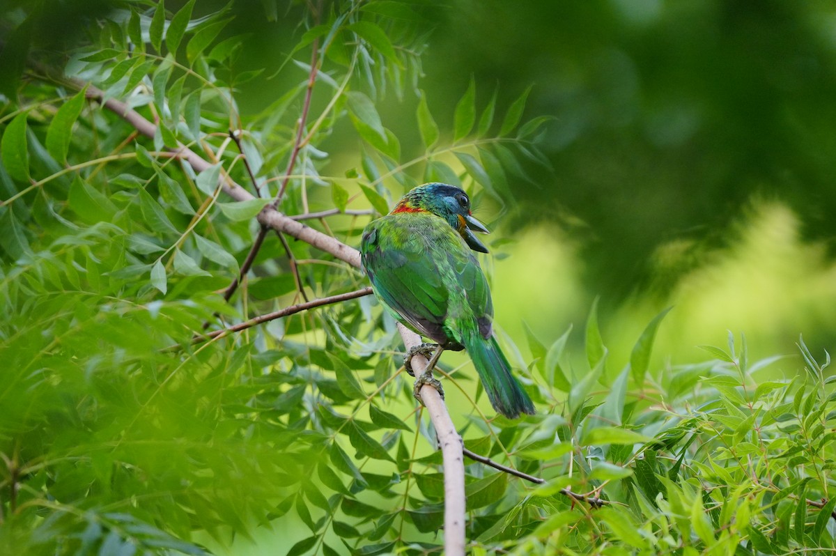Barbu de Formose - ML638788031