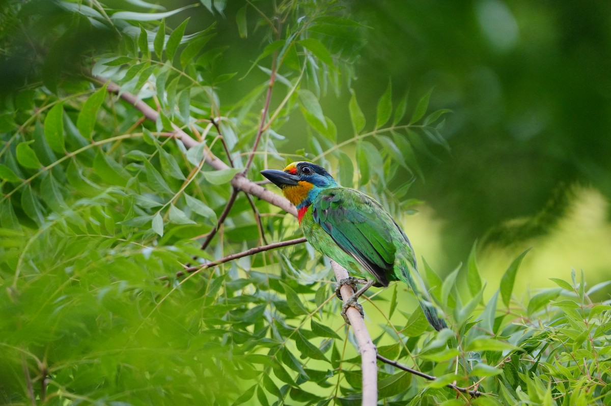 Barbu de Formose - ML638788032