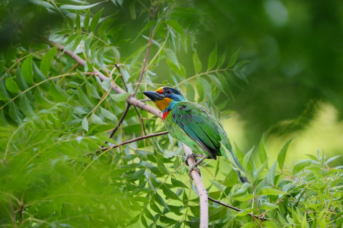 Barbu de Formose - ML638788033