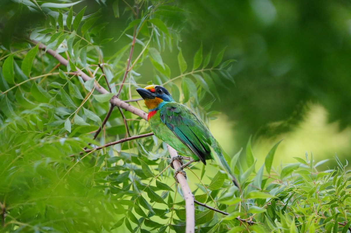 Barbu de Formose - ML638788035