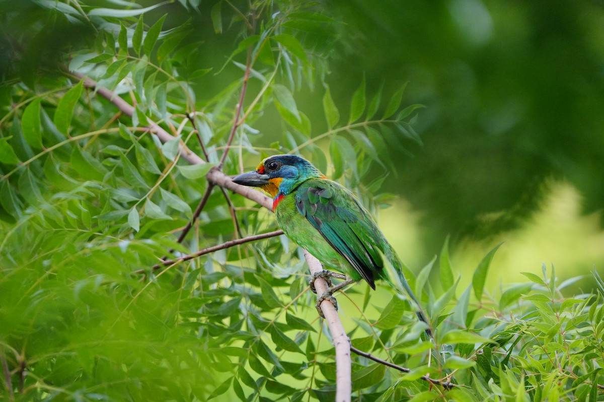 Barbu de Formose - ML638788036