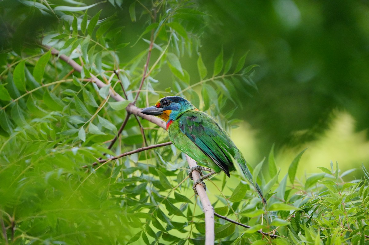 Barbu de Formose - ML638788037