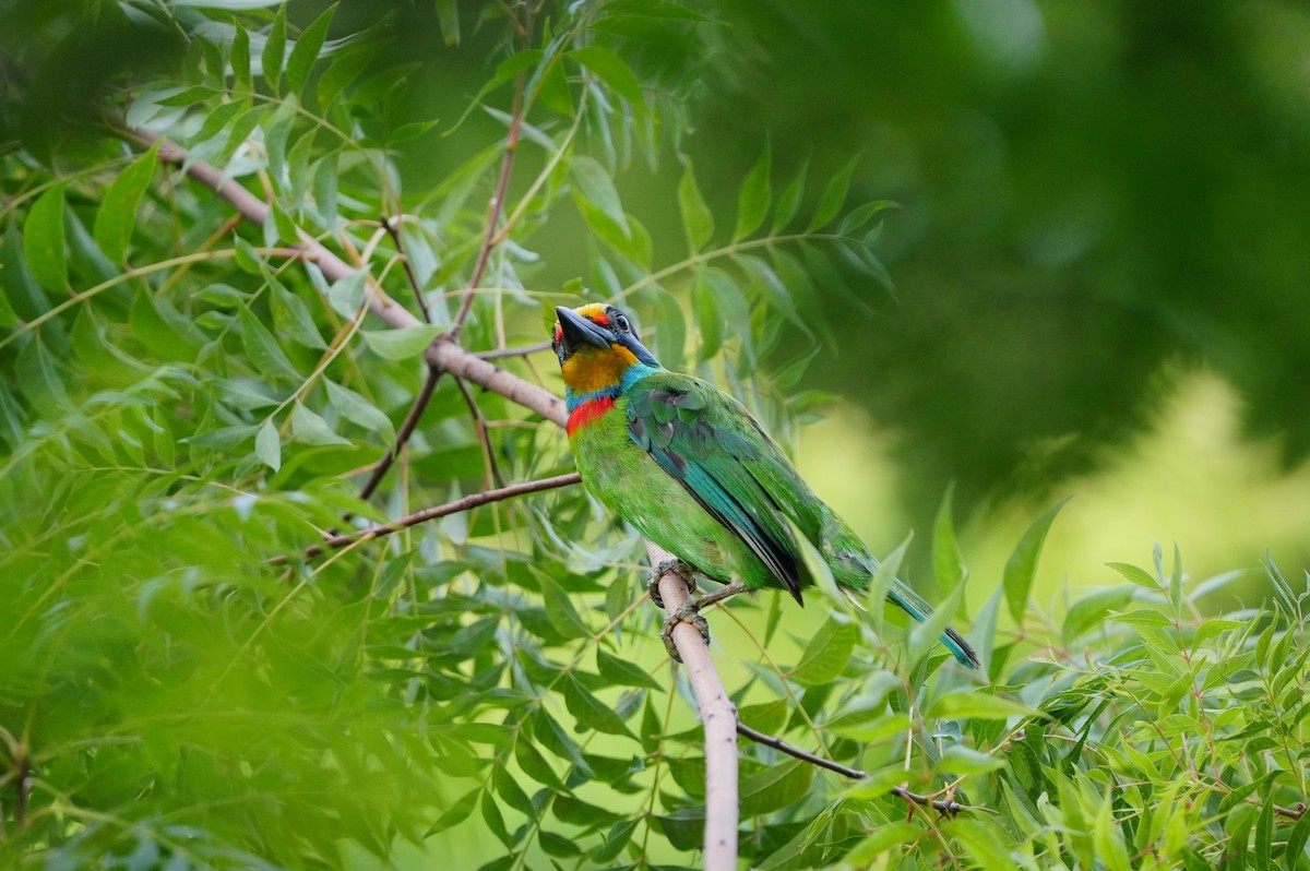Barbu de Formose - ML638788038