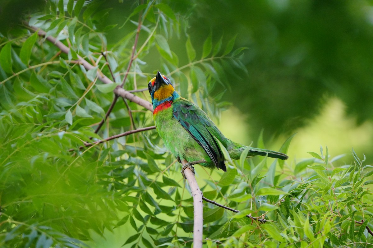 Barbu de Formose - ML638788039