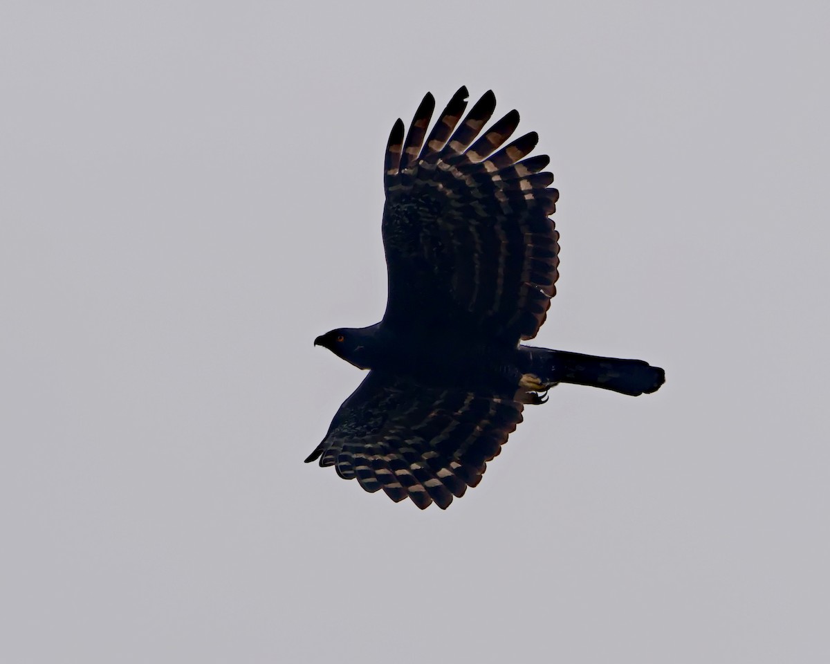 Black Hawk-Eagle - ML638788041
