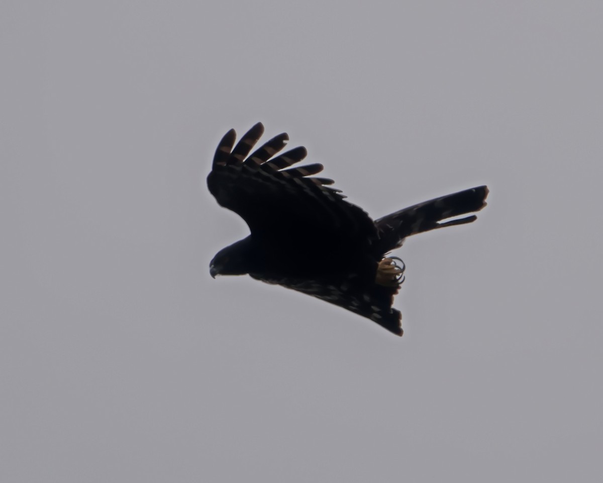 Black Hawk-Eagle - ML638788042