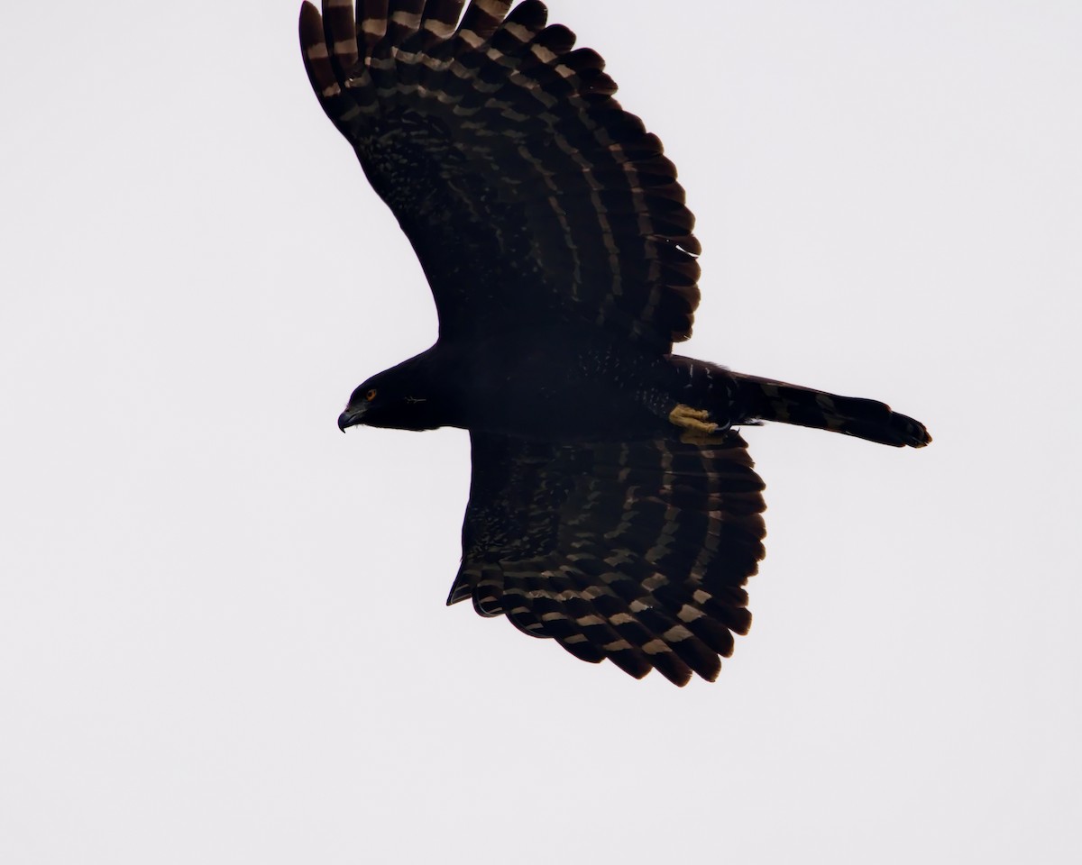 Black Hawk-Eagle - ML638788044
