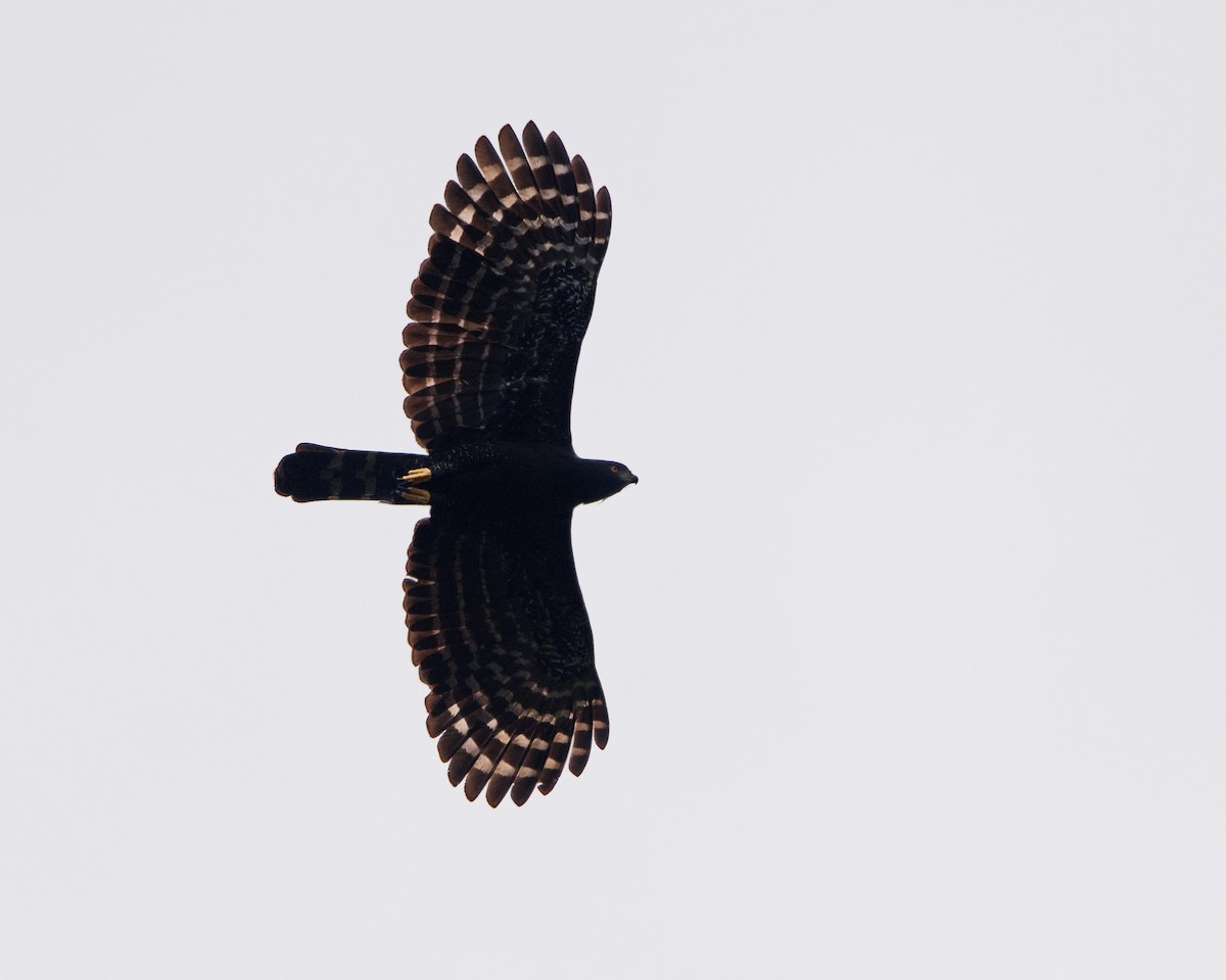 Black Hawk-Eagle - ML638788045