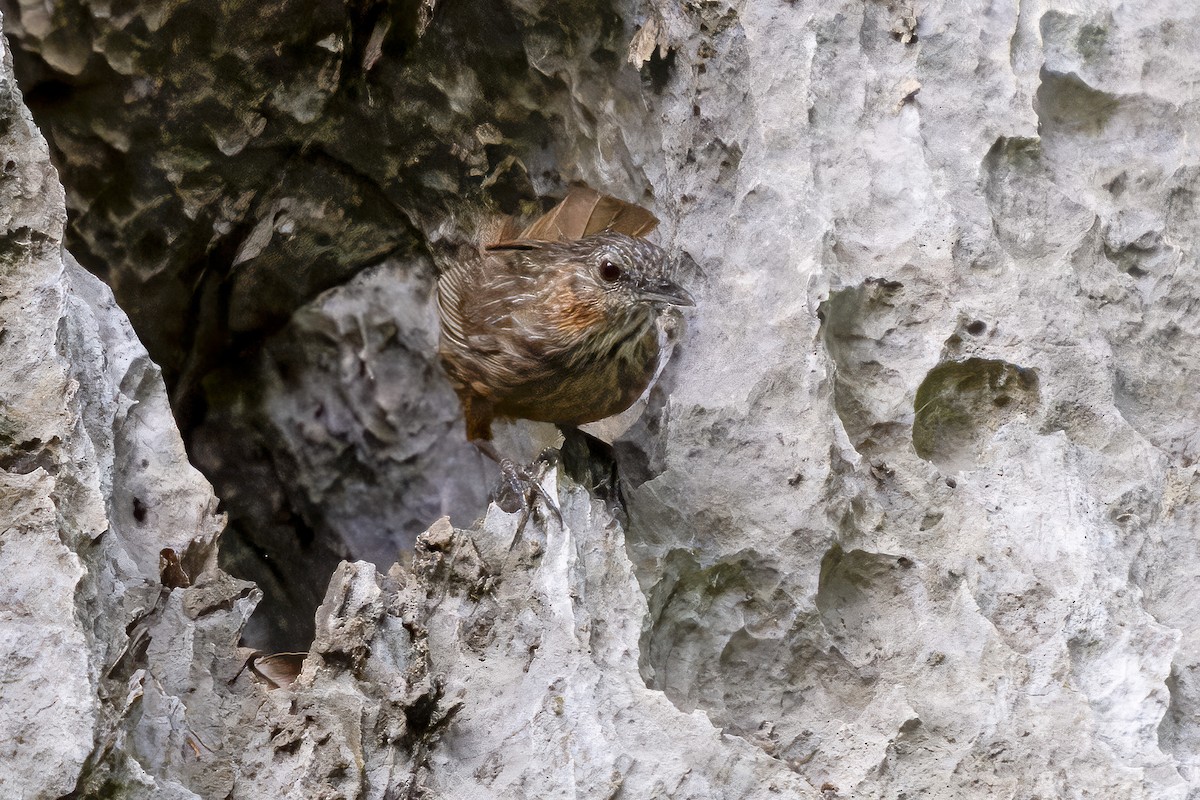 Rufous Limestone Babbler - ML638788047