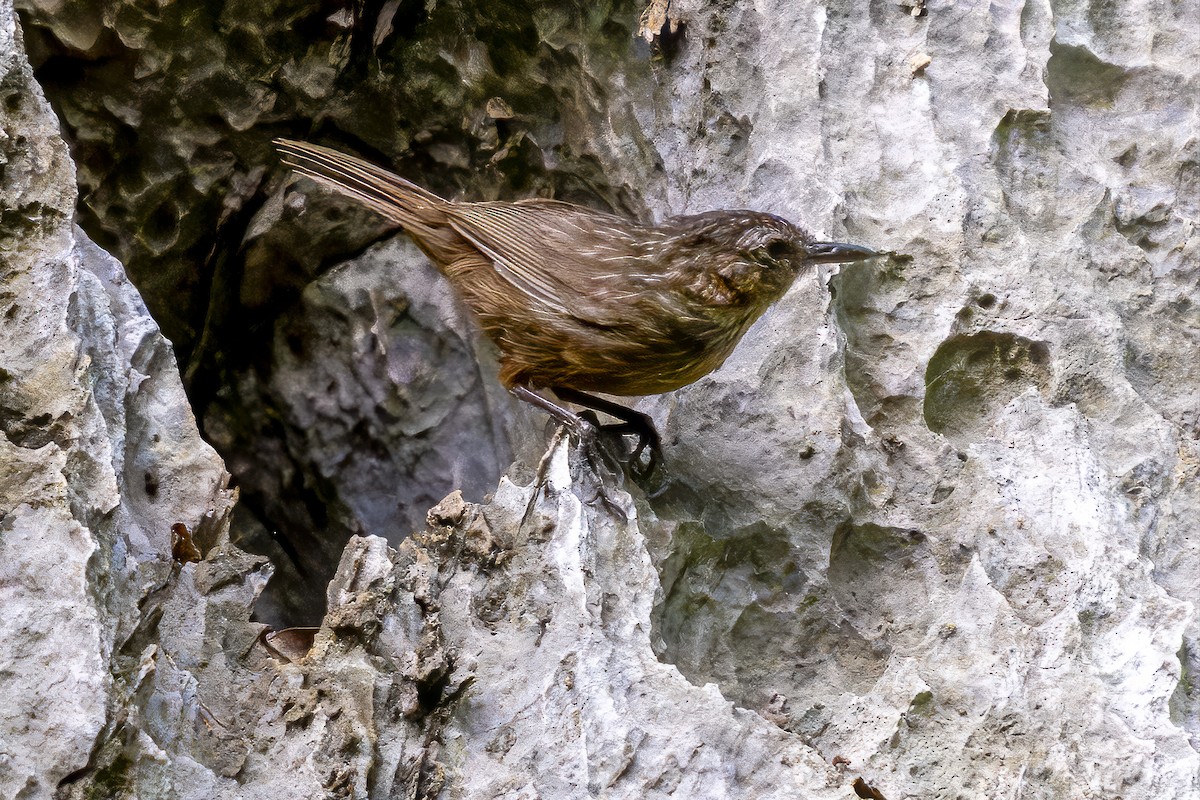 Rufous Limestone Babbler - ML638788052