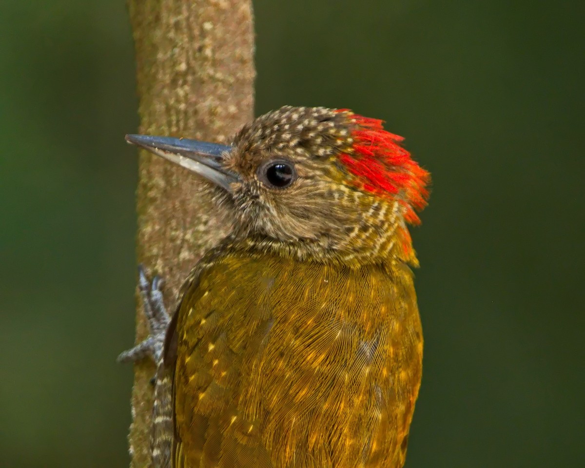 Little Woodpecker - ML638788054