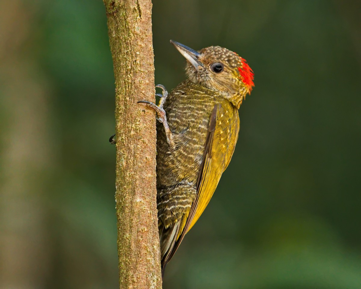 Little Woodpecker - ML638788055