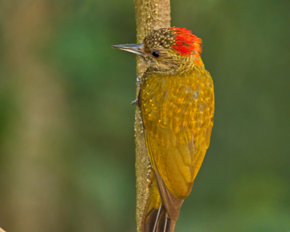 Little Woodpecker - ML638788056