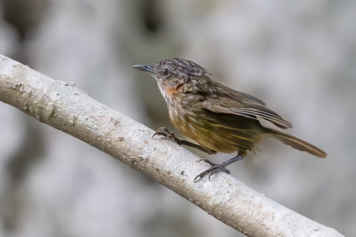 Rufous Limestone Babbler - ML638788058