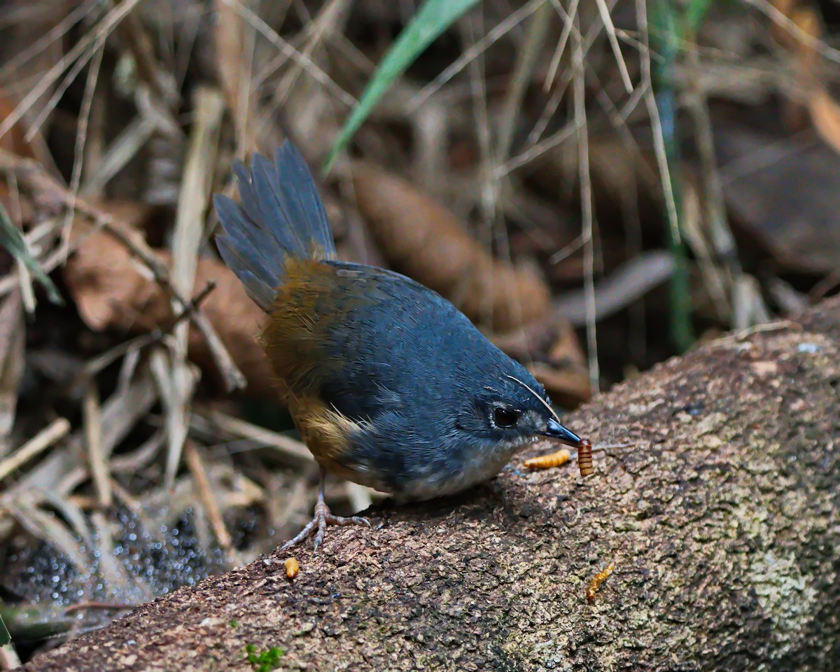 White-breasted Tapaculo - ML638788082