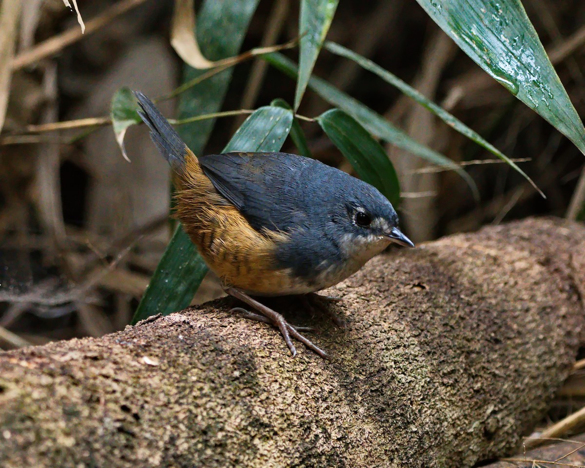 White-breasted Tapaculo - ML638788084