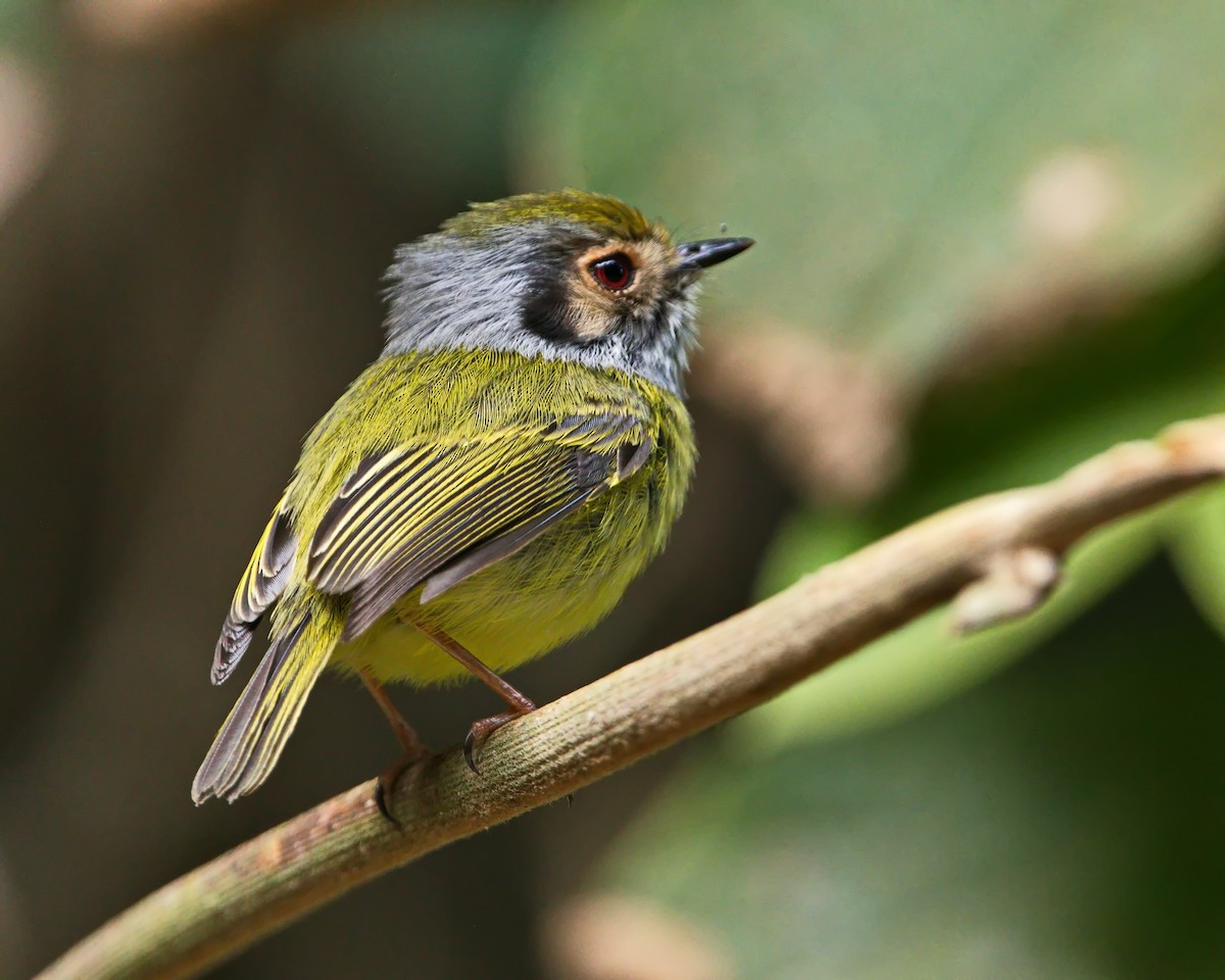Eared Pygmy-Tyrant - ML638788089