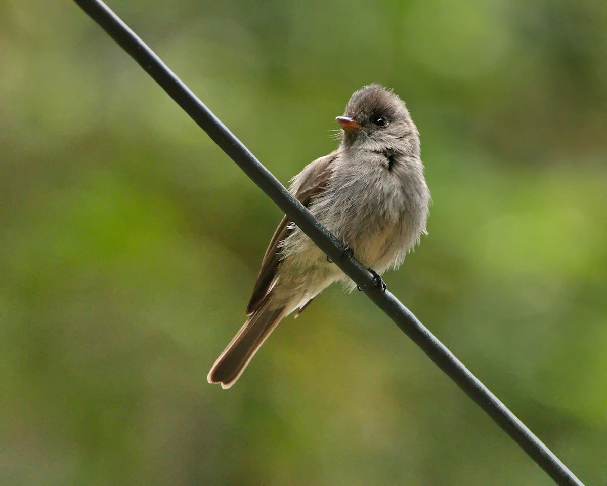 Southern Tropical Pewee - ML638788128