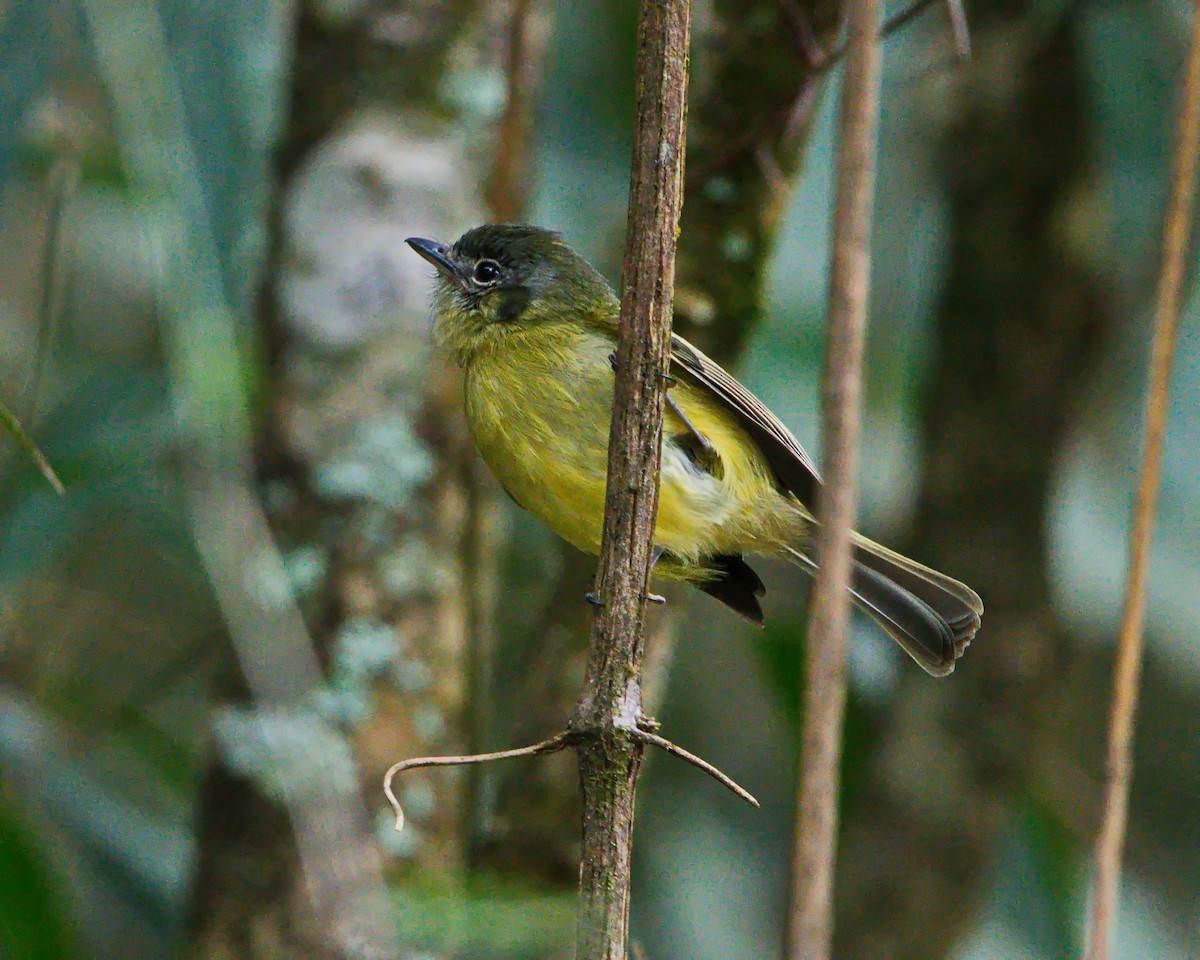 Yellow-olive Flatbill - ML638788132