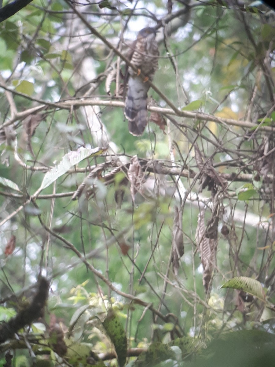 Large Hawk-Cuckoo - ML638788133