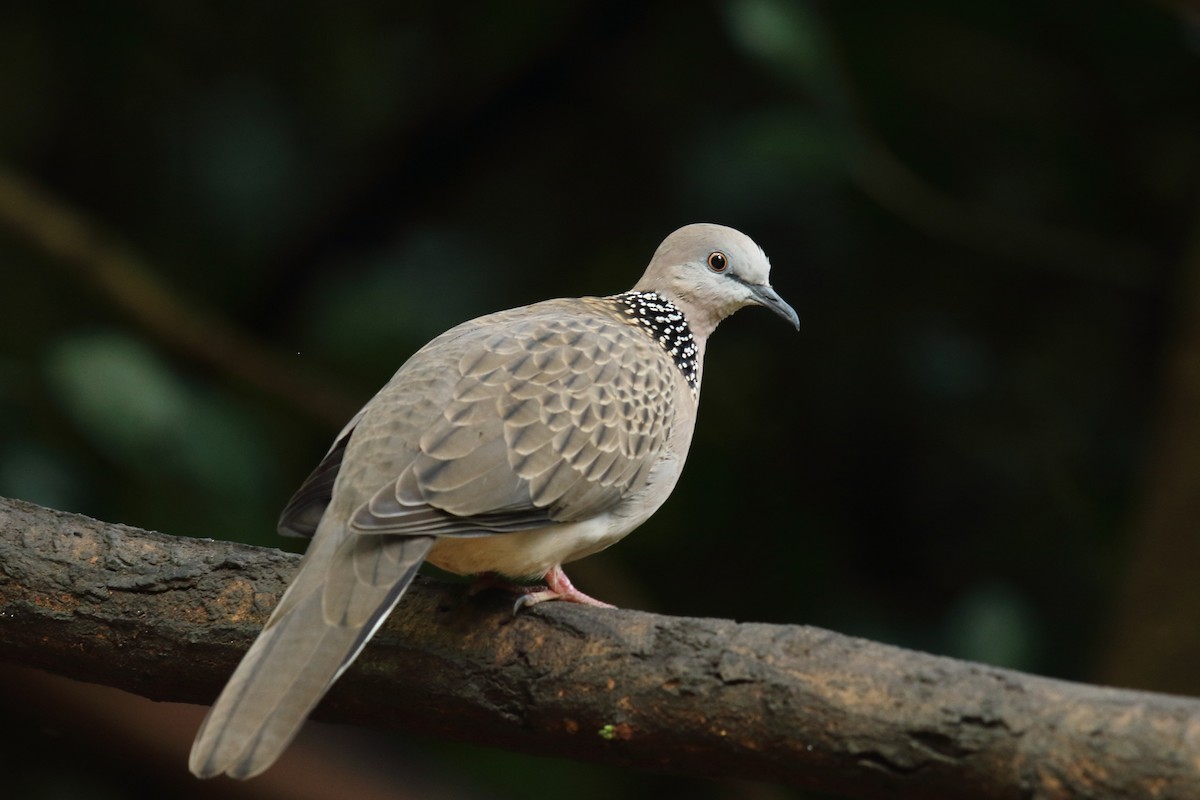 Spotted Dove - ML638788139