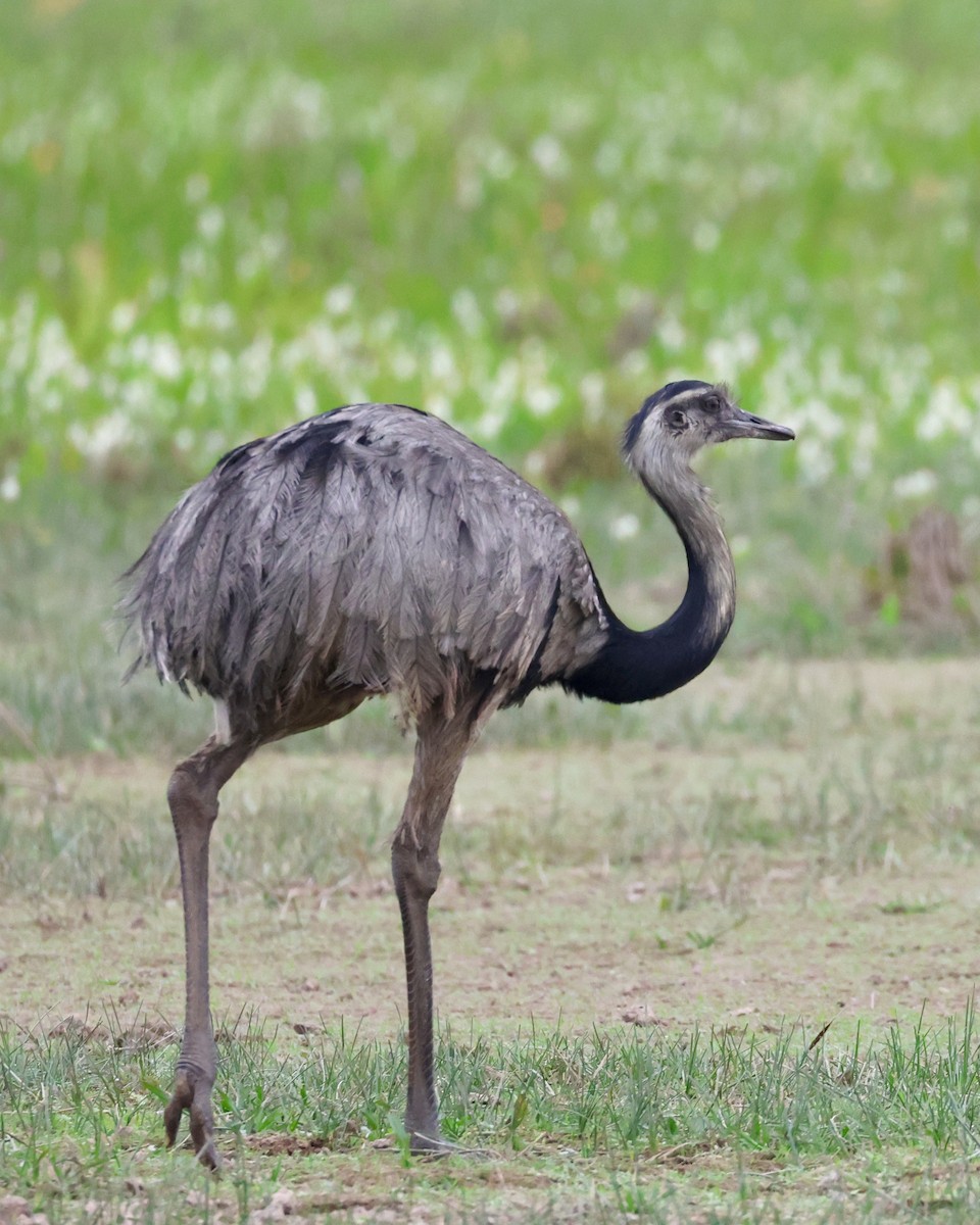 Greater Rhea - ML638788140