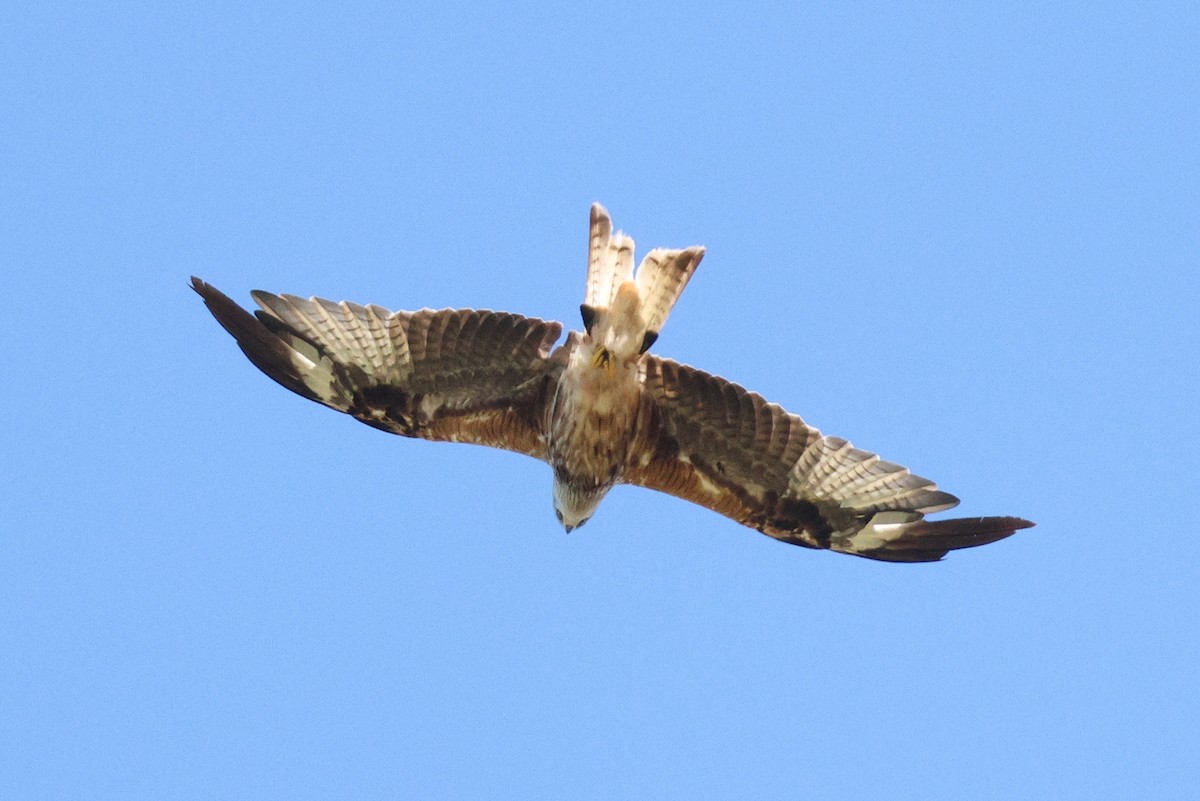 Red Kite - ML638788155
