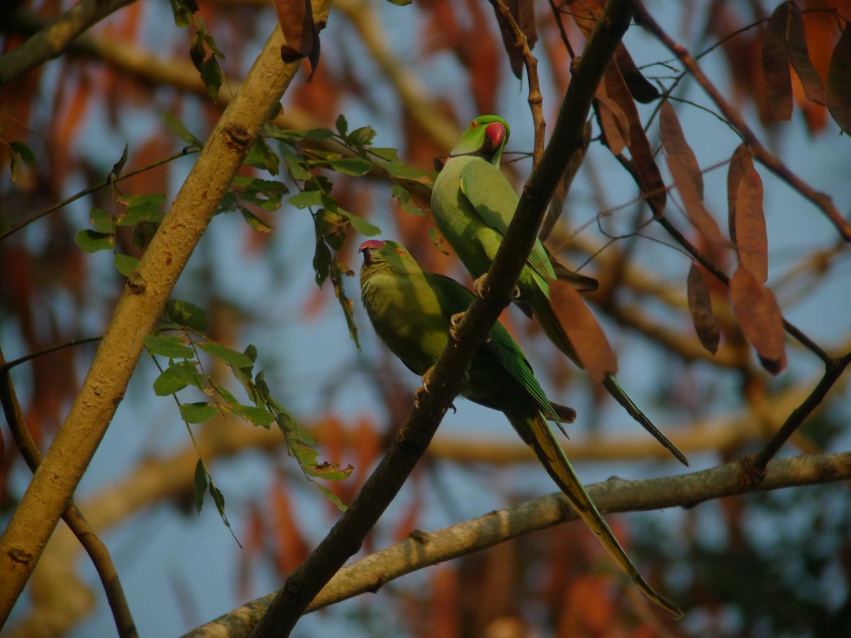 Rose-ringed Parakeet - ML638788156