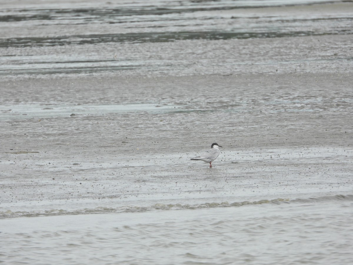 Whiskered Tern - ML638788163