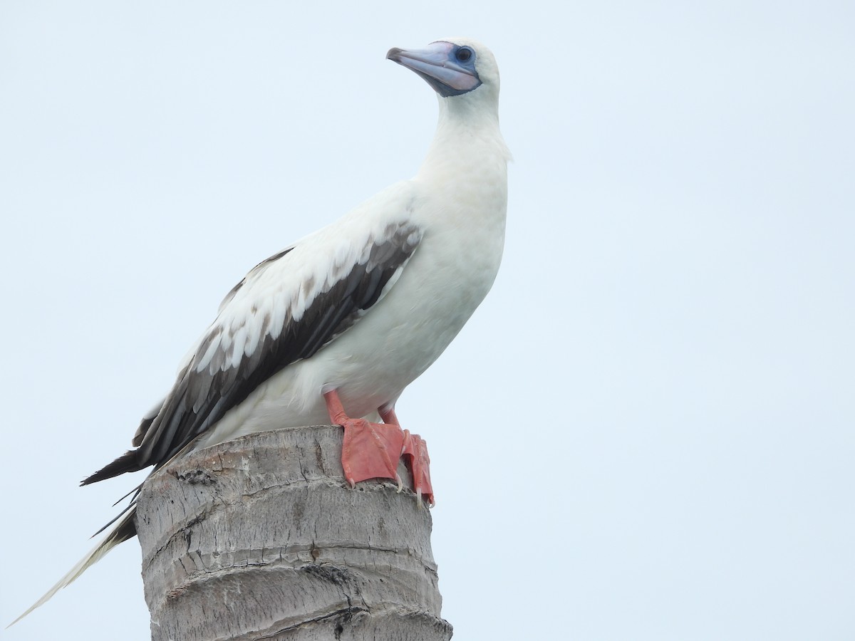 Red-footed Booby (Indopacific) - ML638788165