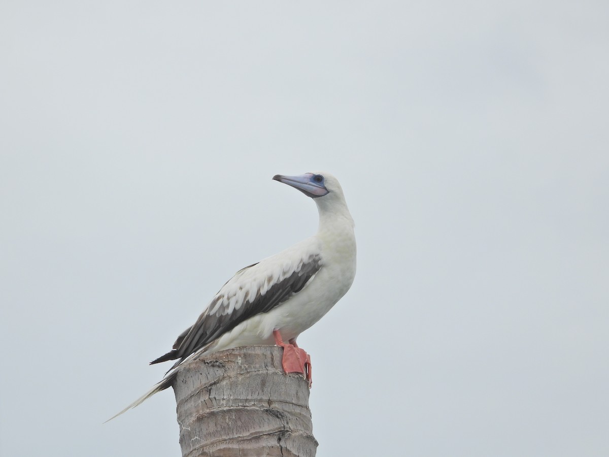 Red-footed Booby (Indopacific) - ML638788166