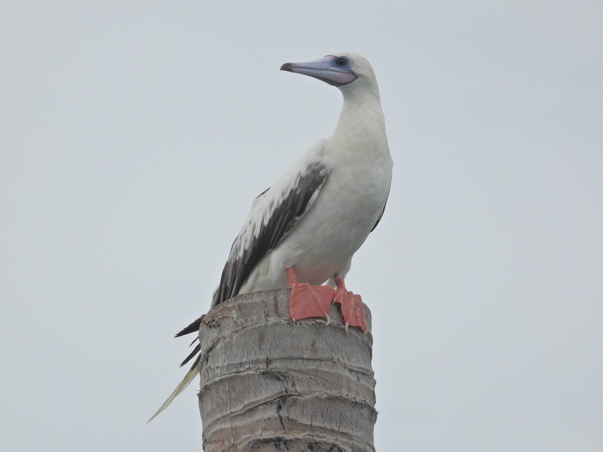 Red-footed Booby (Indopacific) - ML638788167