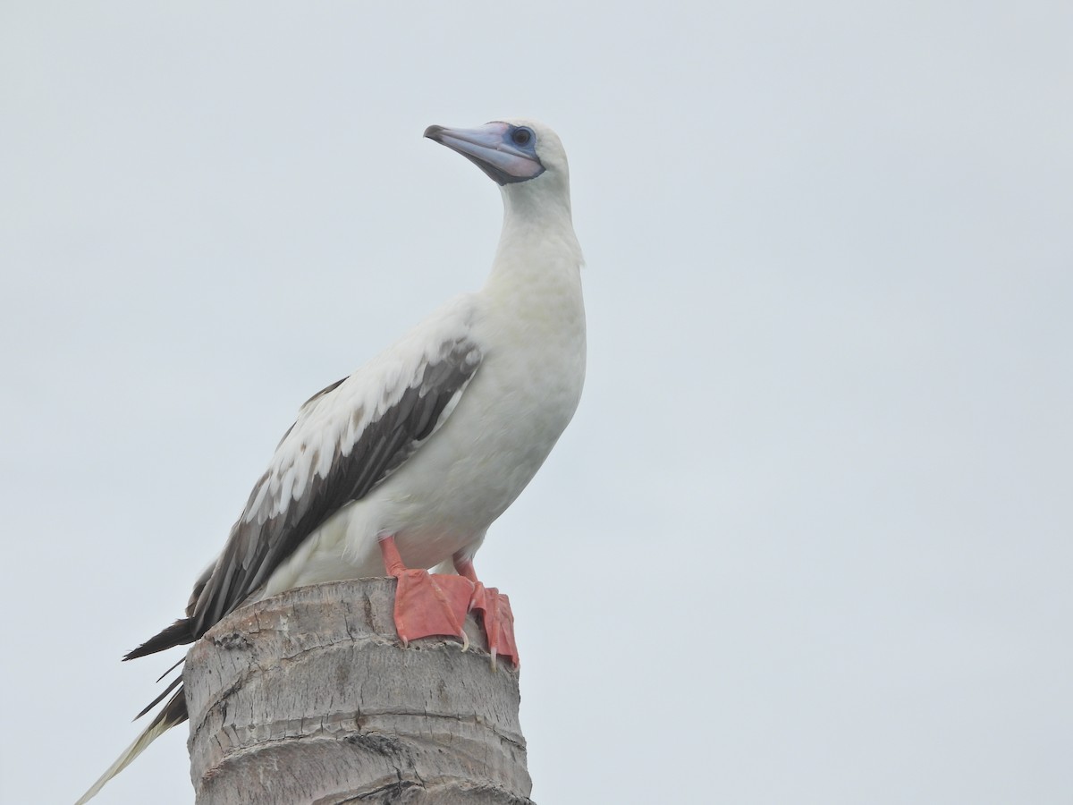 Red-footed Booby (Indopacific) - ML638788168