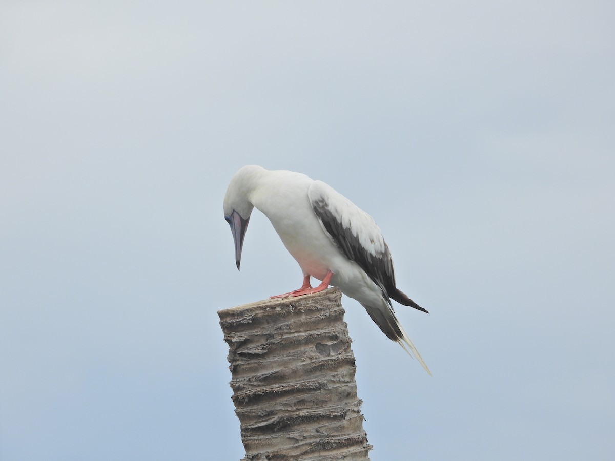 Red-footed Booby (Indopacific) - ML638788169