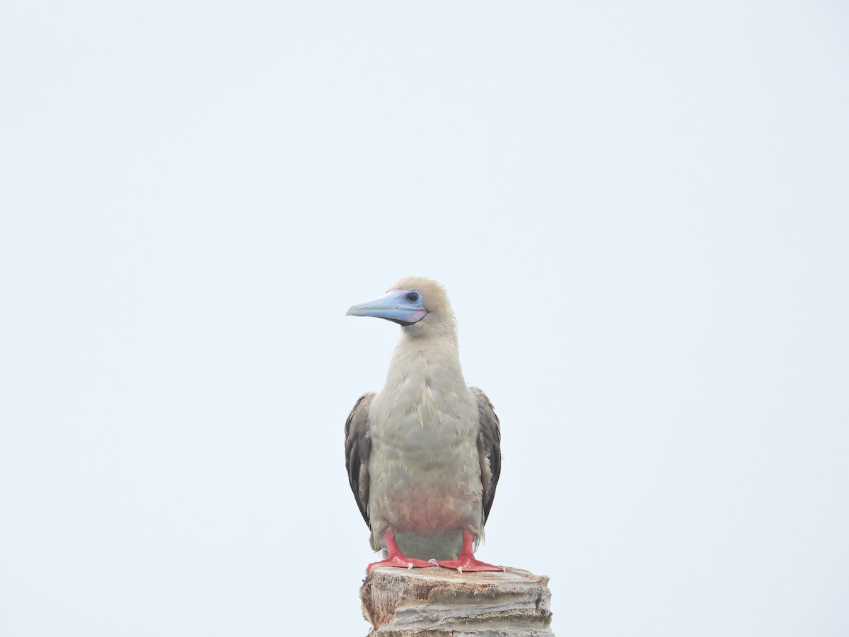 Red-footed Booby (Indopacific) - ML638788170