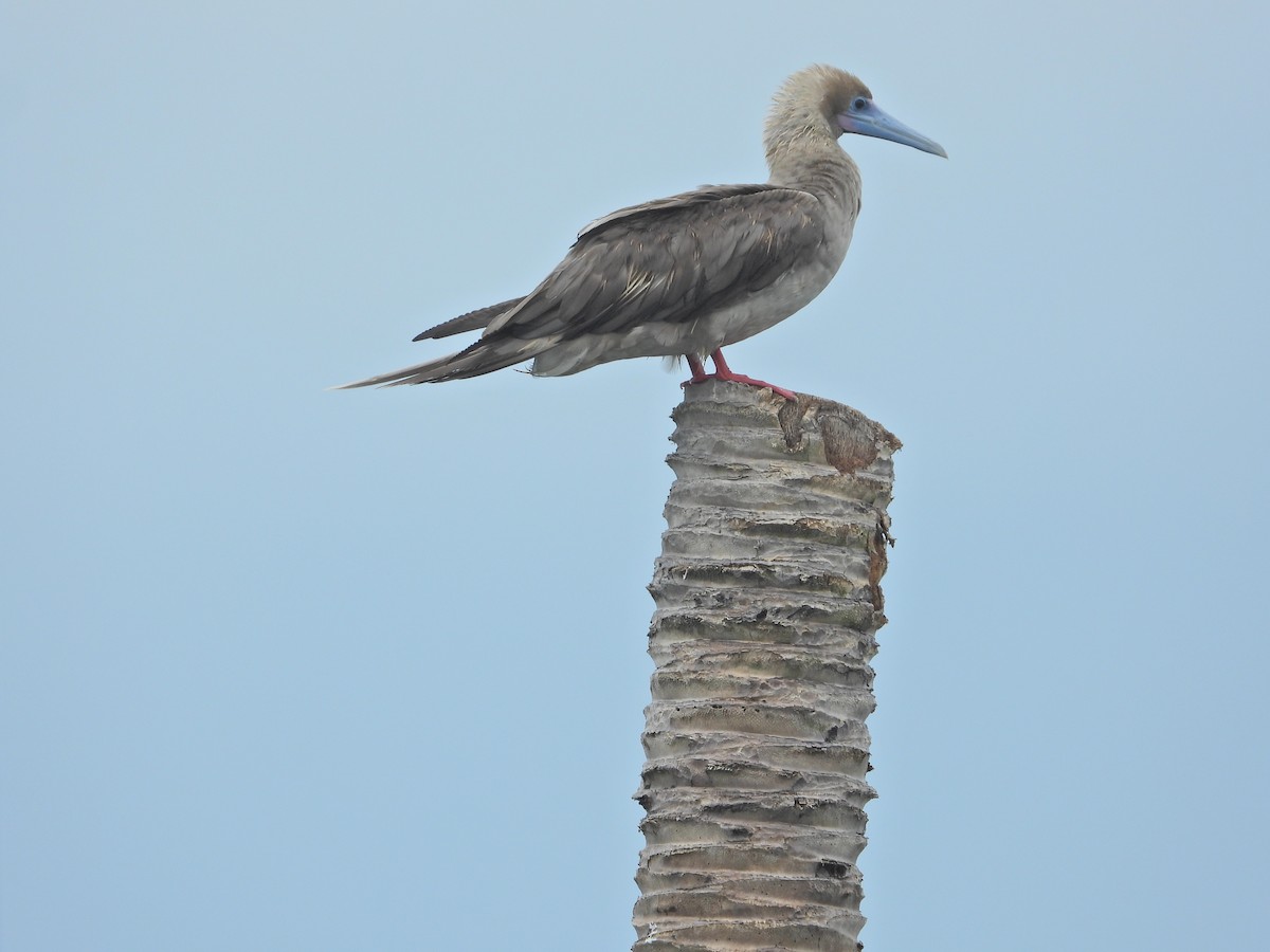 Red-footed Booby (Indopacific) - ML638788171